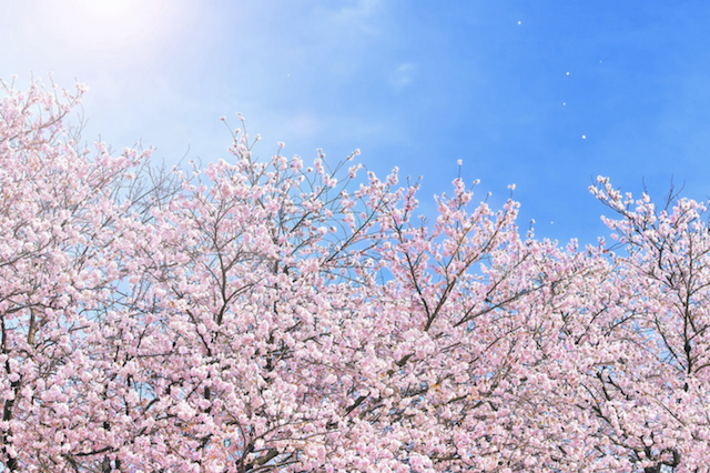 桜